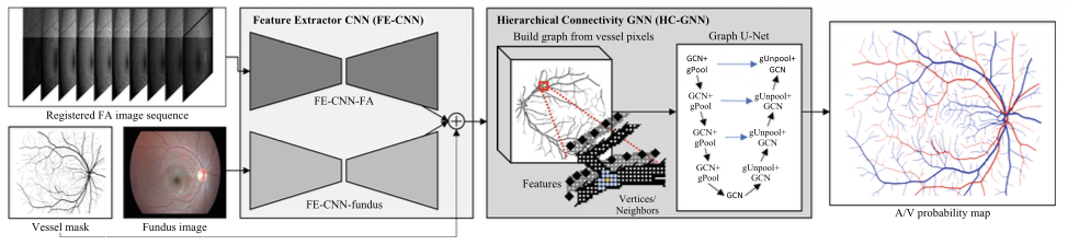 Combining fundus images and fluorescein angiography for artery/vein classification using the hierarchical vessel graph network.